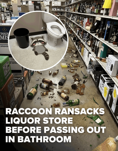 Trevor the racoon or leave suggestions  for what you wanna see?
