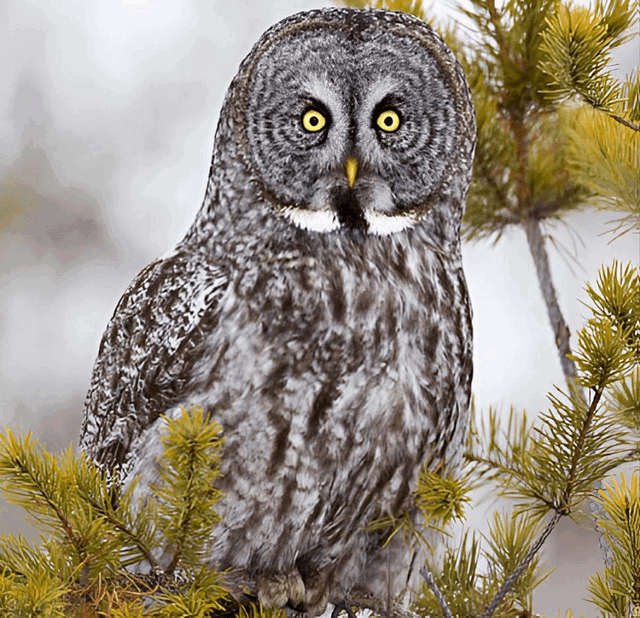 Aurem: Pet Great Grey Owl 