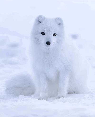 Aurora: Sweet White Arctic Fox