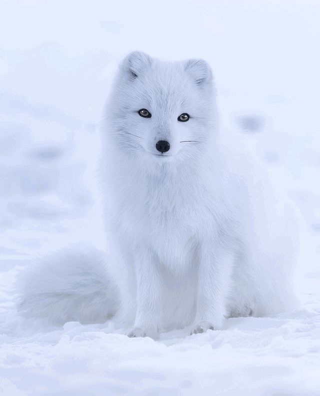 Aurora: Sweet White Arctic Fox